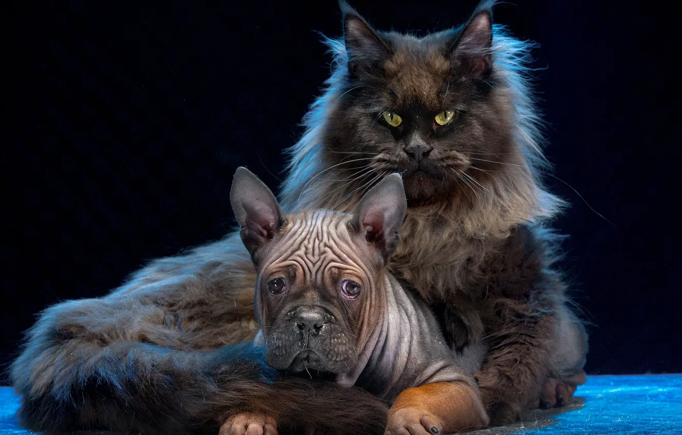 Фото обои кот, собака, котэ, тёмный фон, мейн-кун, Чунцин, Игорь Перфильев, Китайский бульдог