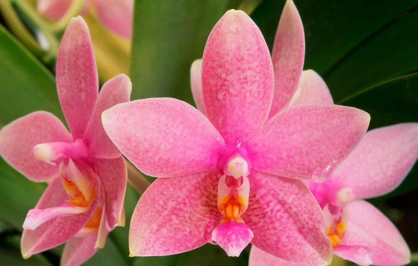 Фото обои макро, лепестки, орхидея, соцветие