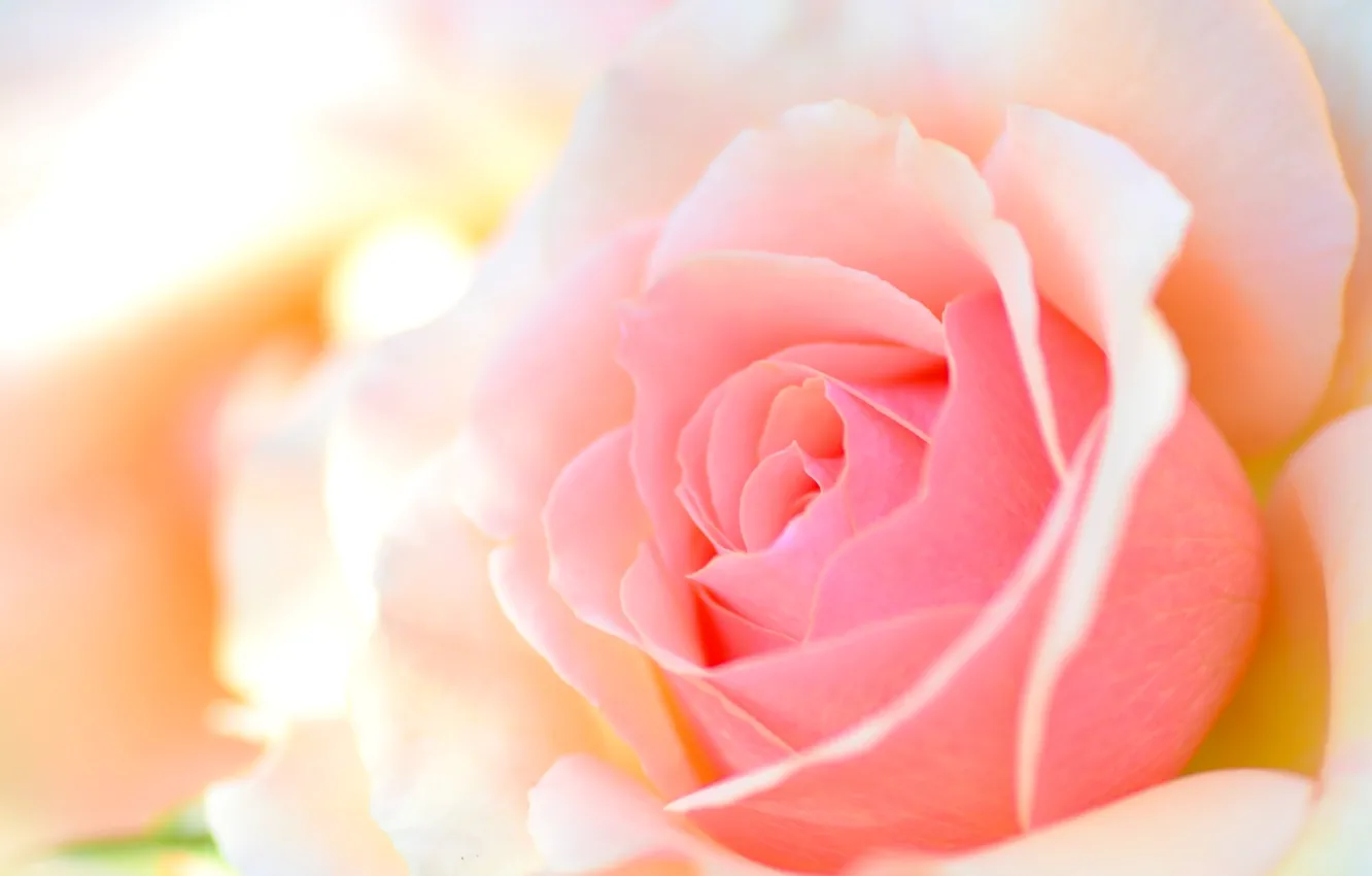 Фото обои макро, роза, лепестки, персиковый