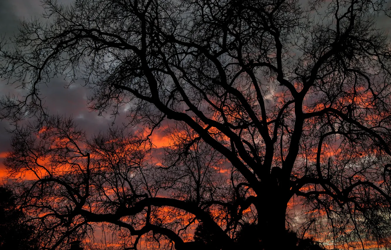 Фото обои dark, twilight, sky, nature, sunset, clouds, tree, dusk