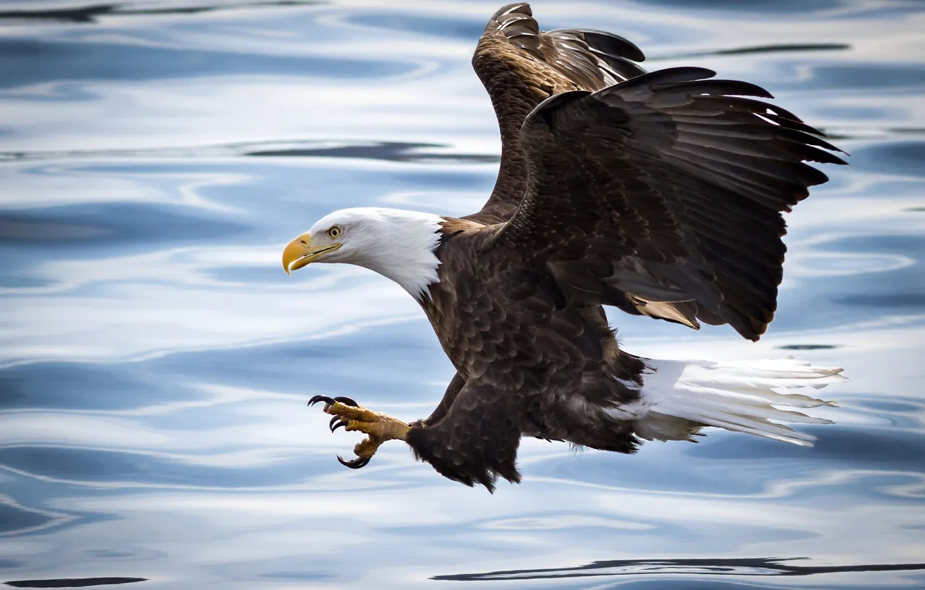 Фото обои вода, полет, река, птица, атака, рыбалка, крылья, хищник
