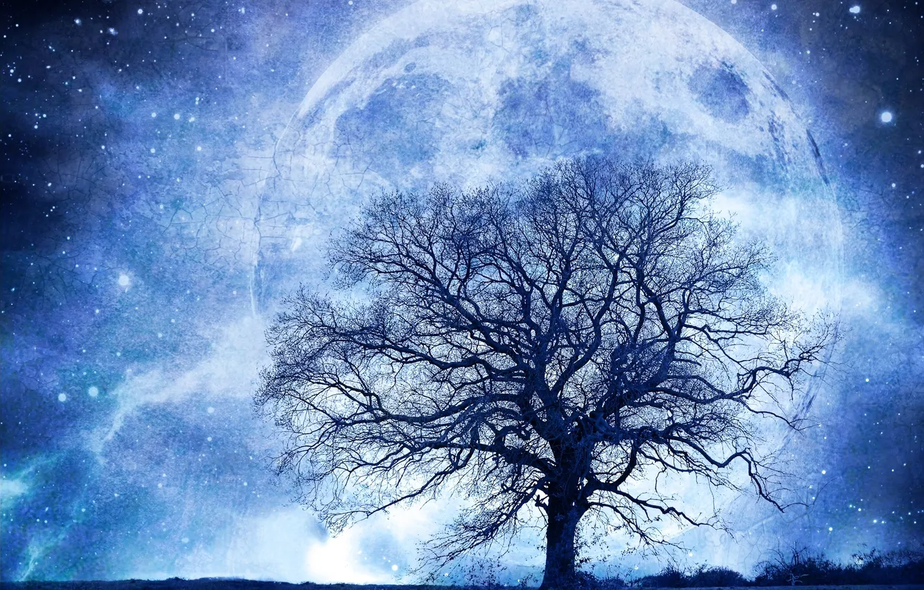 Фото обои поле, звезды, ночь, сияние, дерево, планета