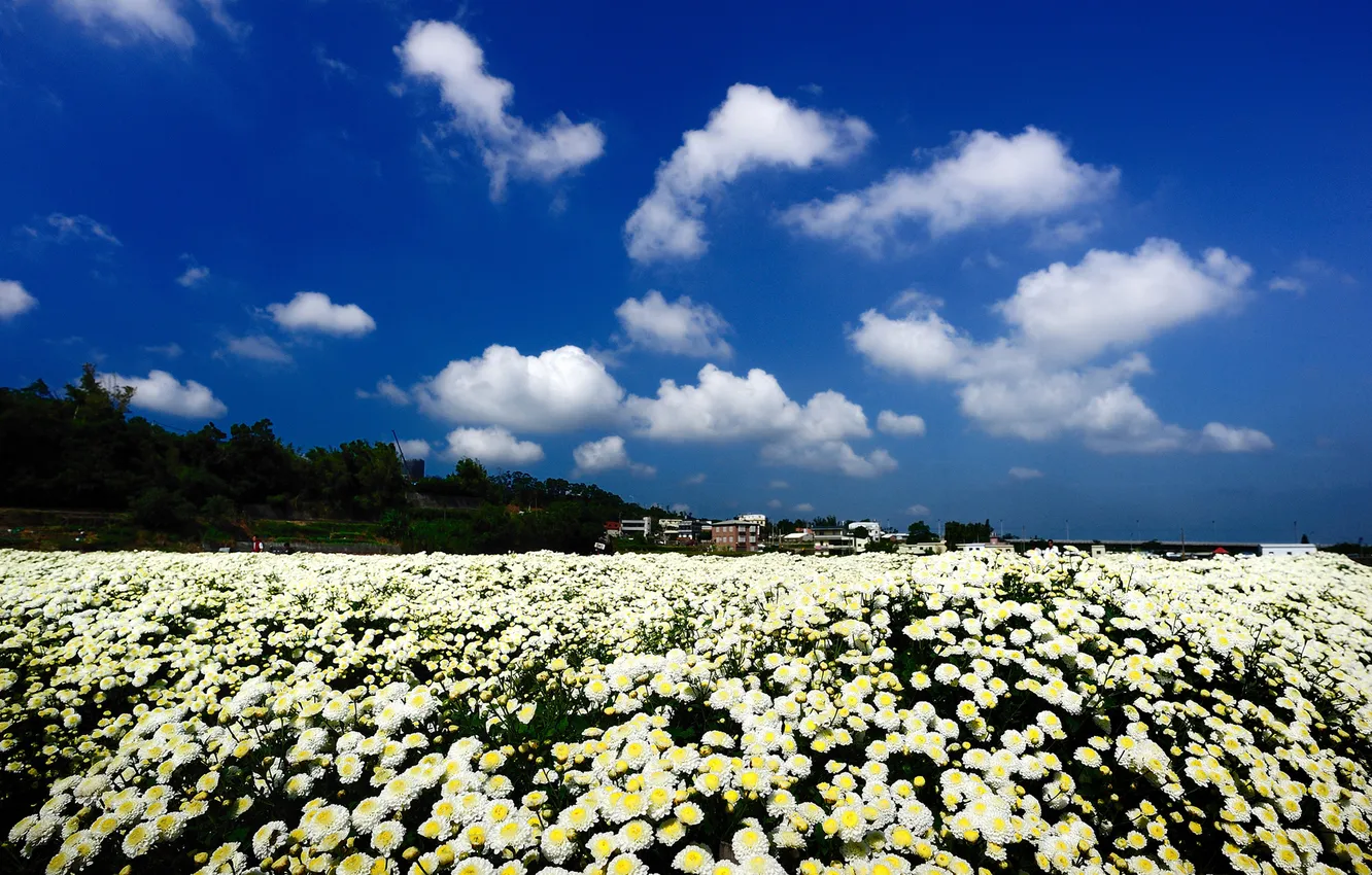 Фото обои поле, облака, цветы, природа, здания, белые, хризантемы