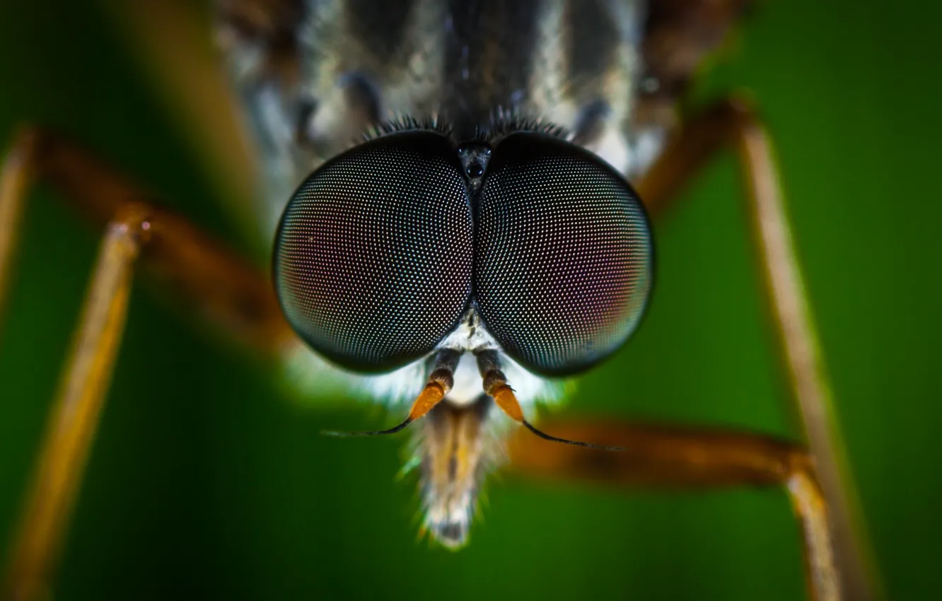 Фото обои Макро, Муха, Глаза, Little, Насекомое, Macro, Fly, Insect