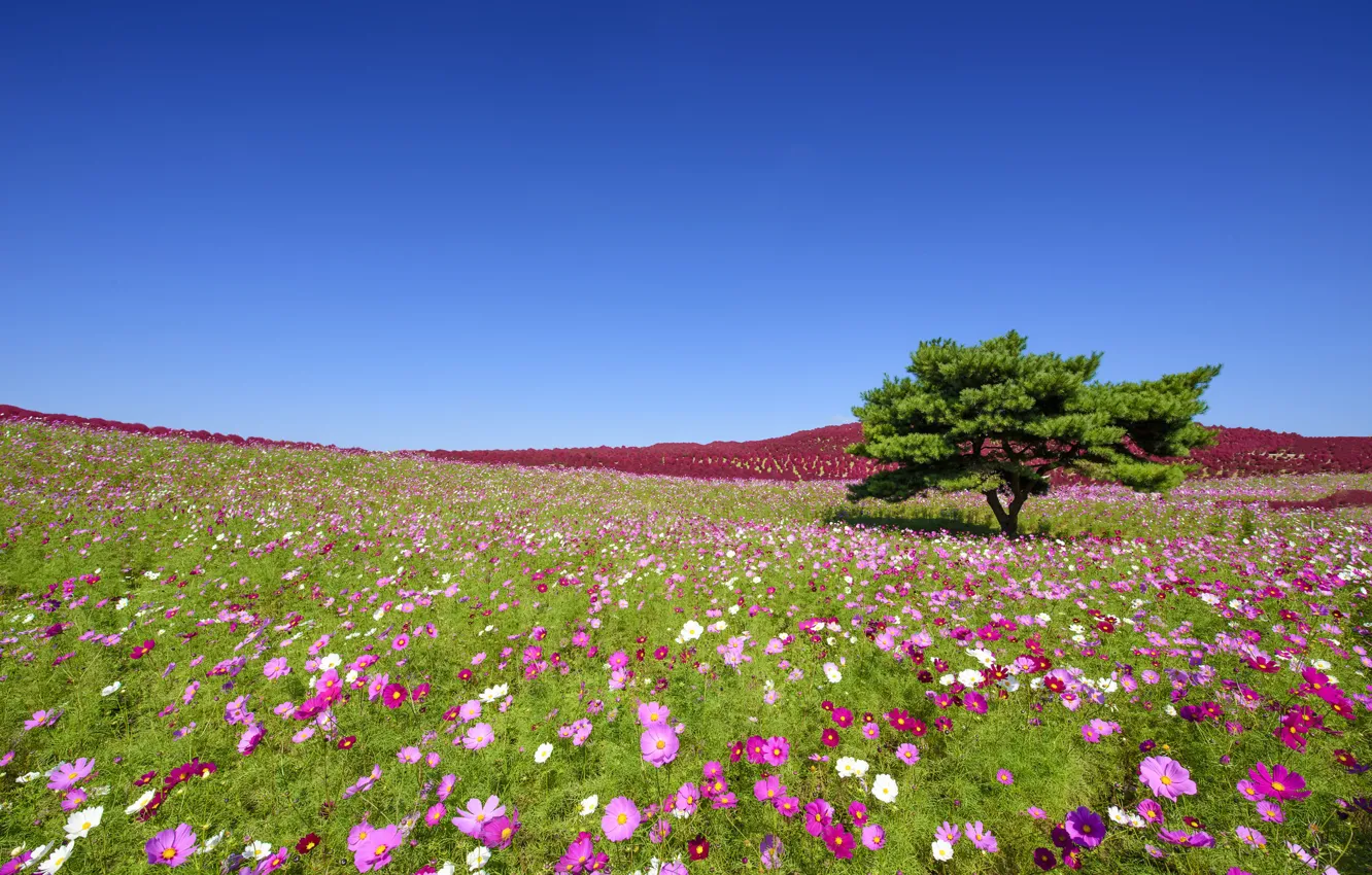 Фото обои цветы, дерево, Япония, луг, Japan, космея, Hitachi Seaside Park, Hitachinaka