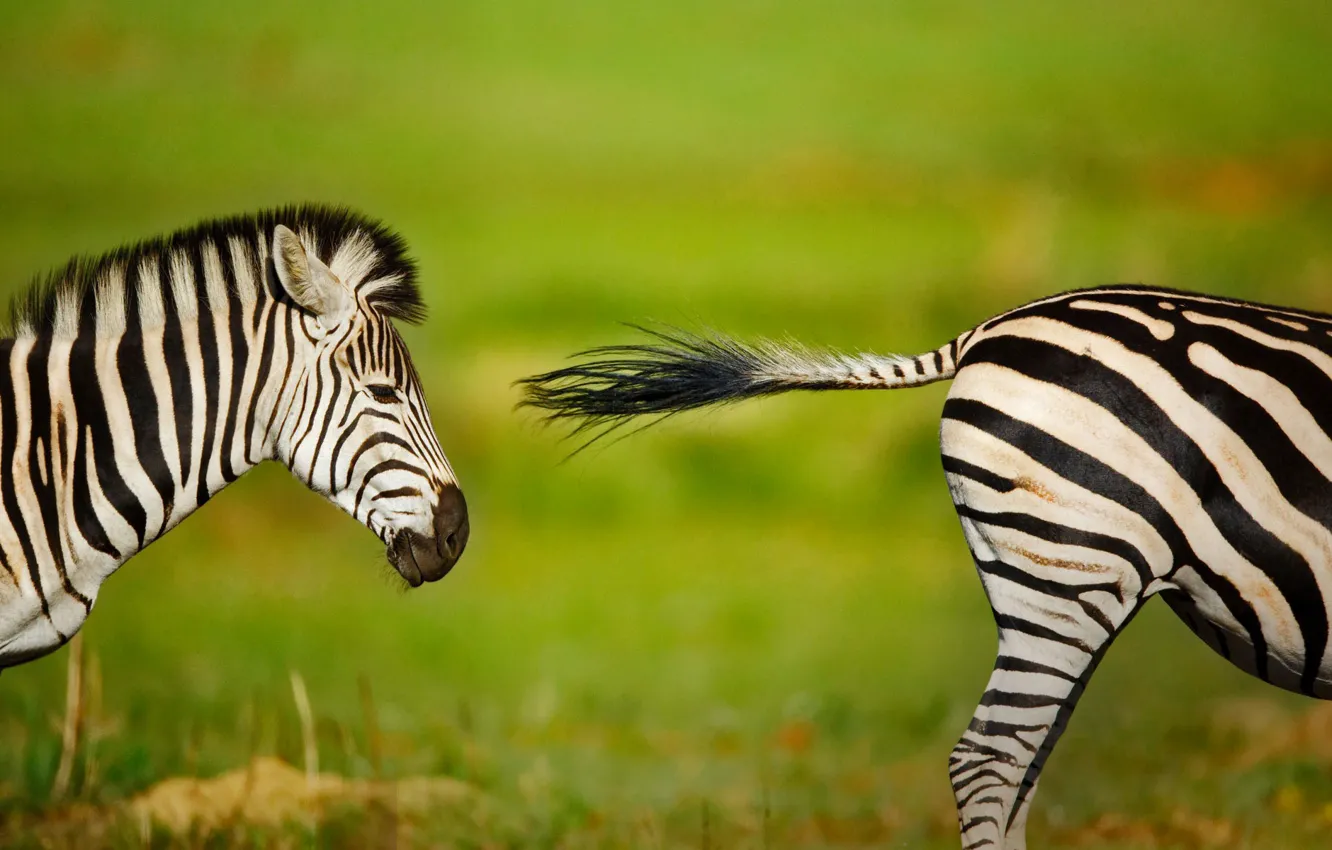 Фото обои зебра, Африка, ЮАР, Rietvlei Nature Reserve