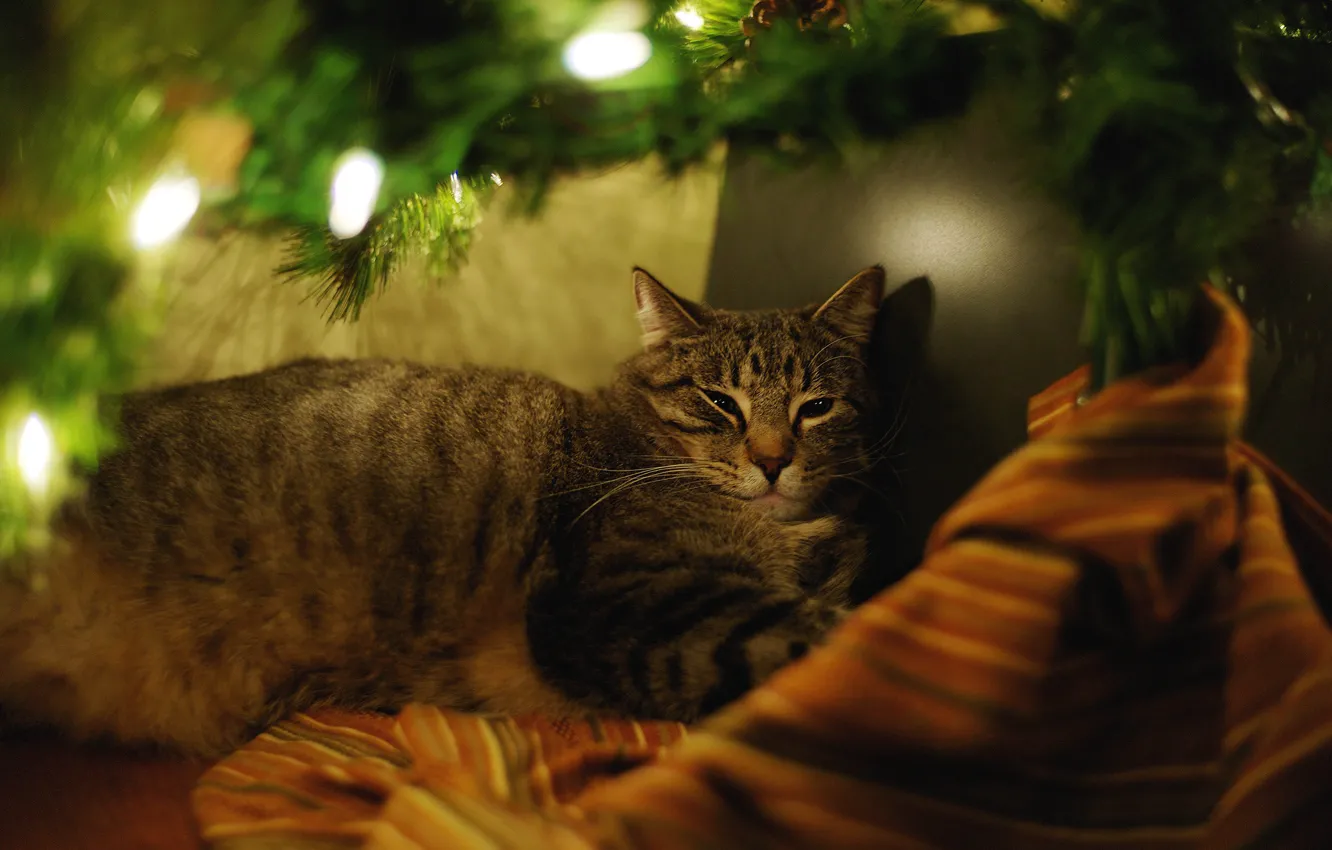 Фото обои кошка, кот, ветки, уют, темнота, праздник, новый год, рождество