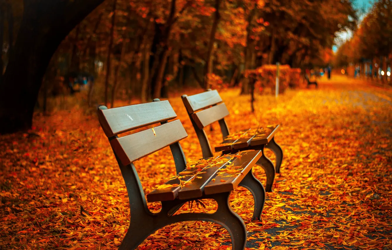 Фото обои осень, листья, скамейка, парк, листва, лавка, золотая
