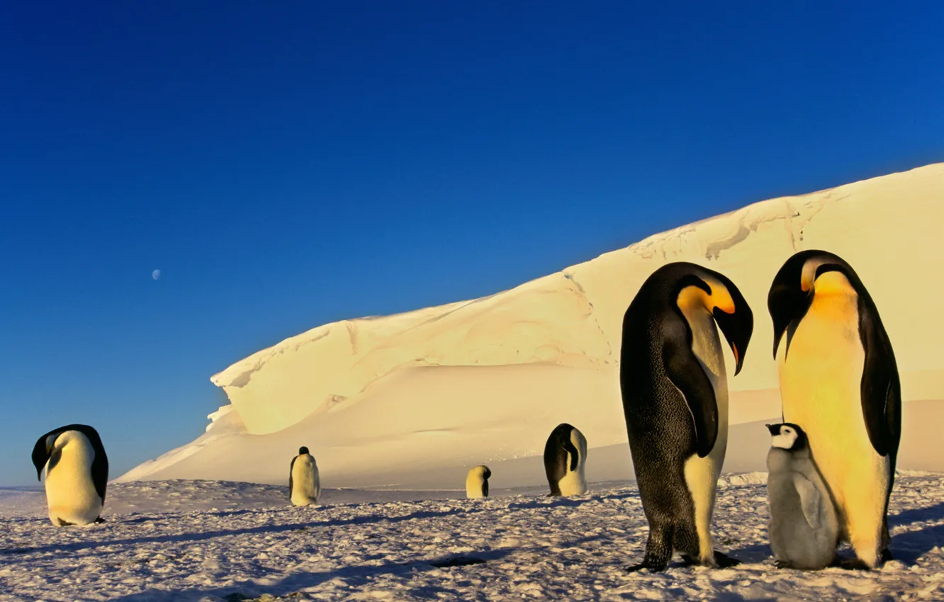 Фото обои зима, снег, луна, пингвины, мороз, льды, антарктика