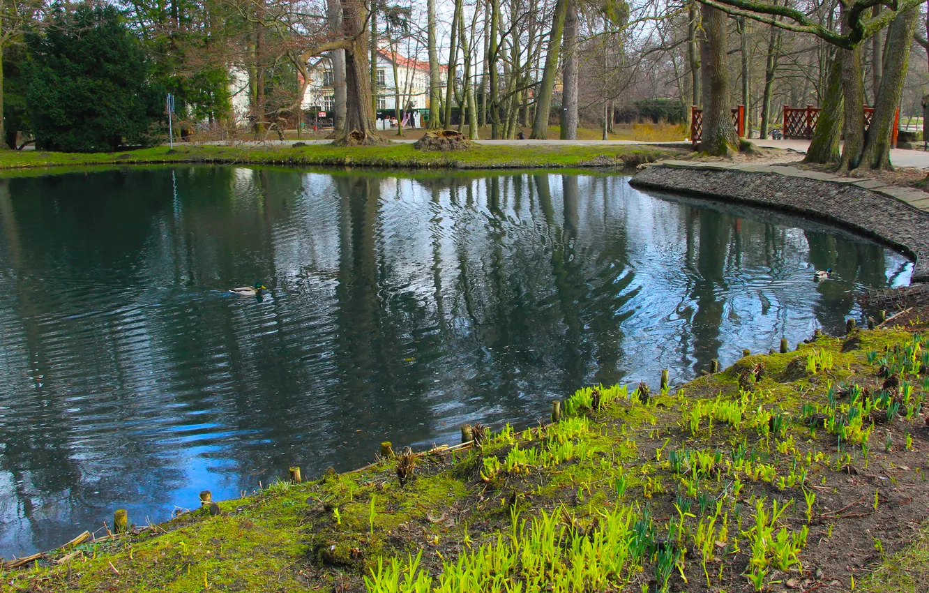 Фото обои water, park, lake, pond