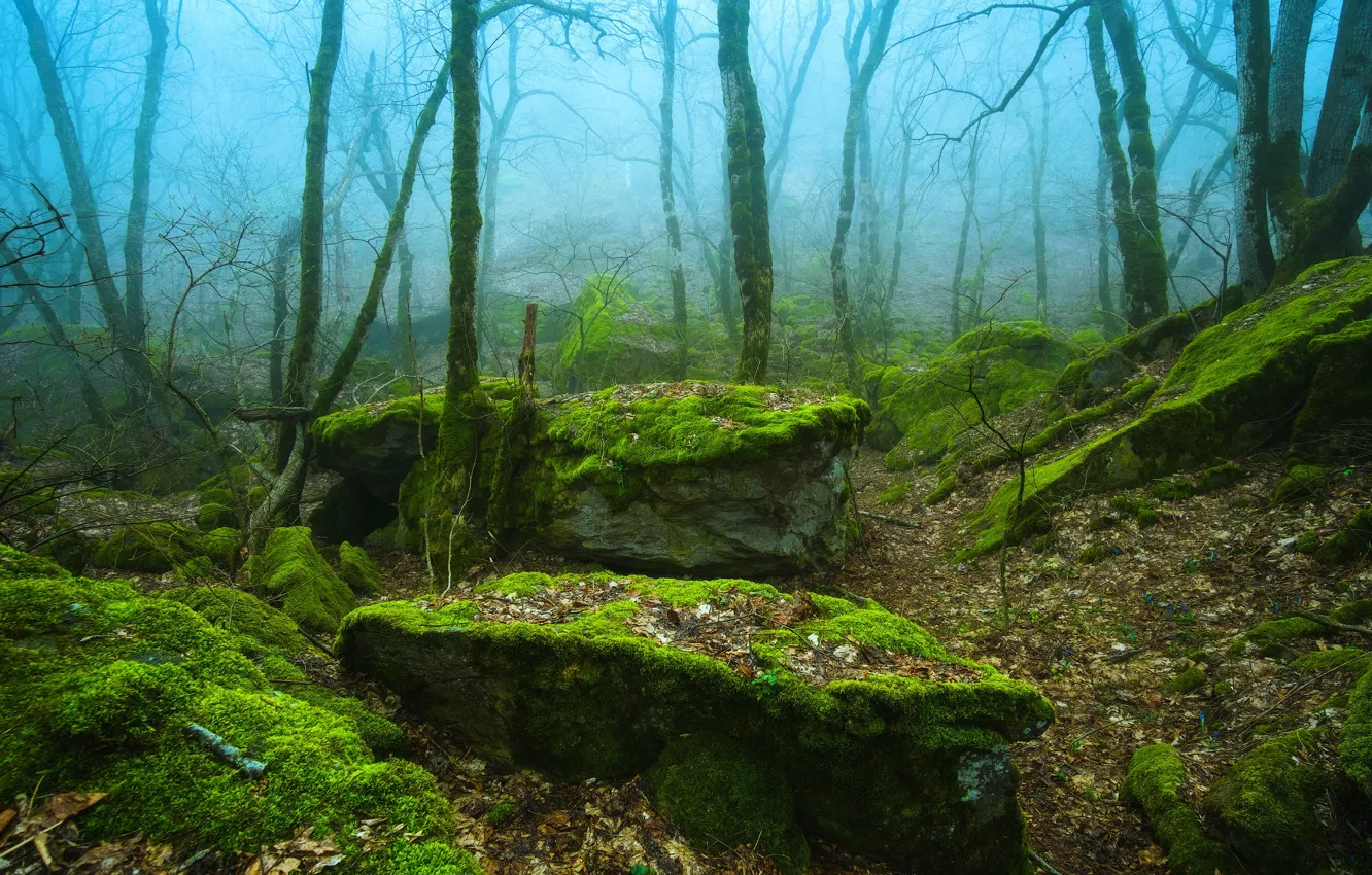 Фото обои лес, деревья, природа, туман, камни, мох, Россия, Russia
