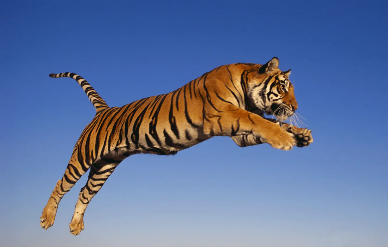 Фото обои тигр, прыжок, хищник