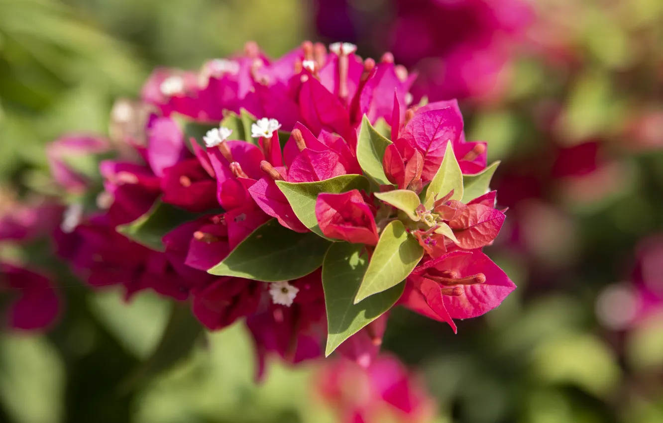 Фото обои листья, цветы, ветки, фон, яркие, розовые, цветение, боке