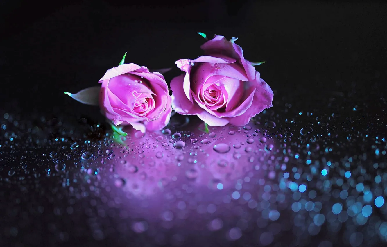 Фото обои two, drops, together, violet roses