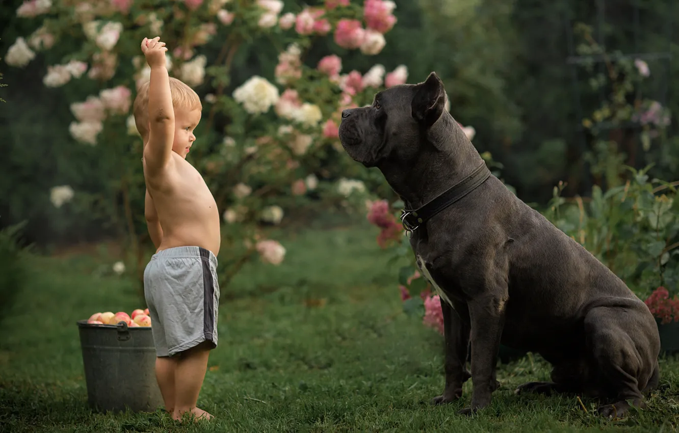 Фото обои яблоки, собака, мальчик, ведро, кане-корсо, Александра Аксенова
