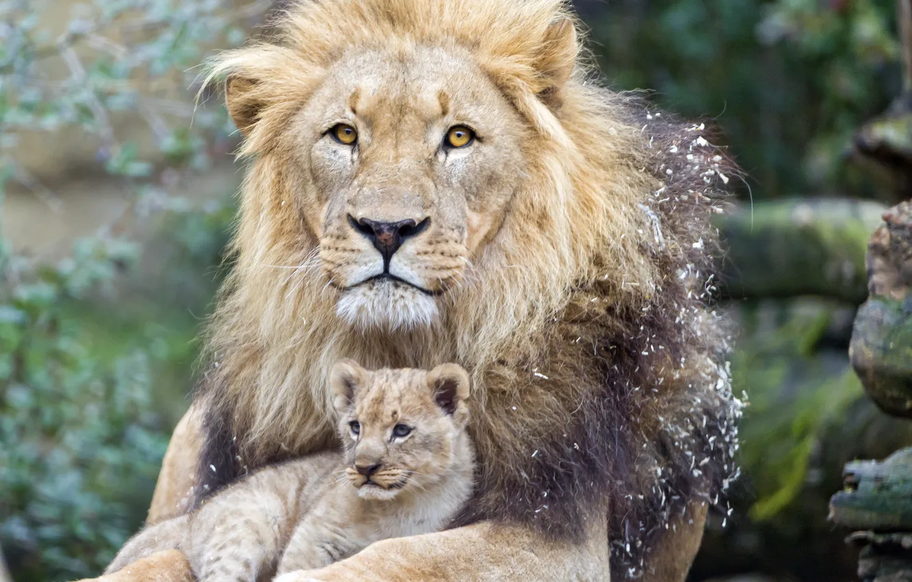 Фото обои кошка, лев, детёныш, котёнок, львёнок, ©Tambako The Jaguar