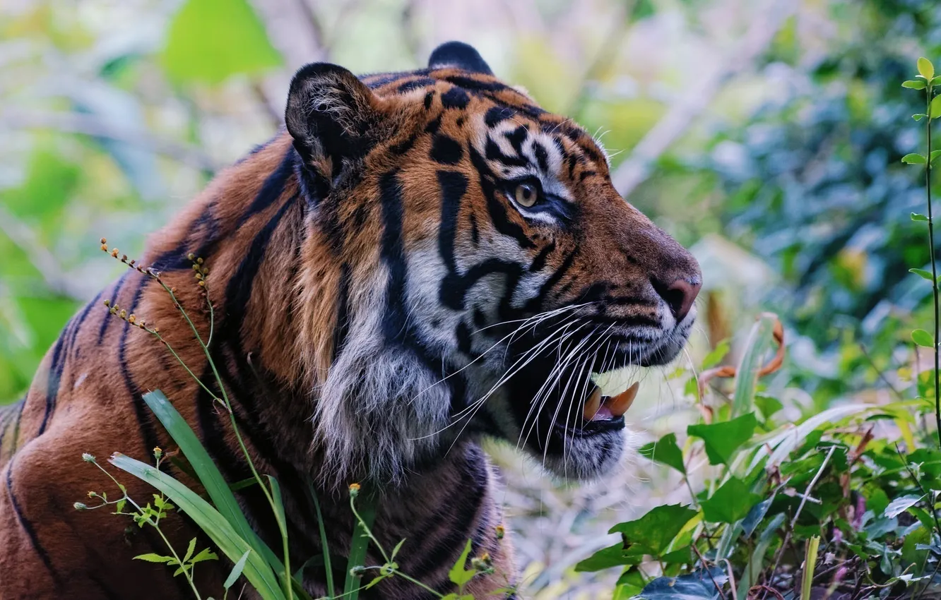 Фото обои морда, тигр, хищник, пасть, клыки, профиль, дикая кошка
