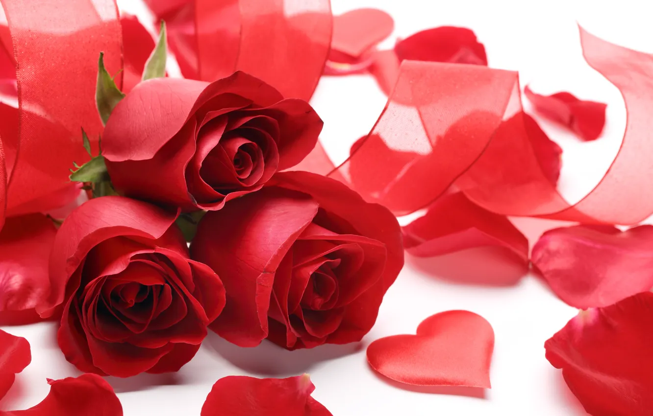 Фото обои цветы, розы, valentine's day, красные розы