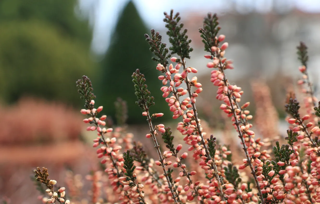 Фото обои flower, garden, booming