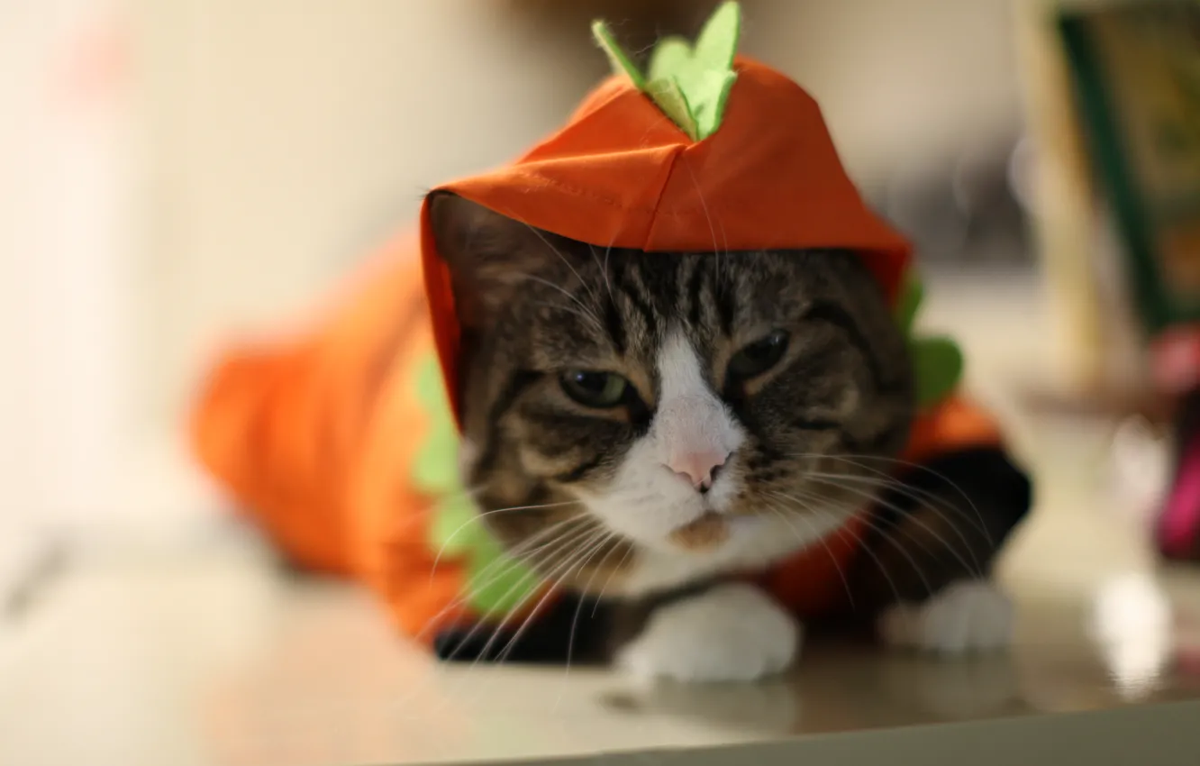 Фото обои кот, cat, нарик, котяра серый, хитрый кот
