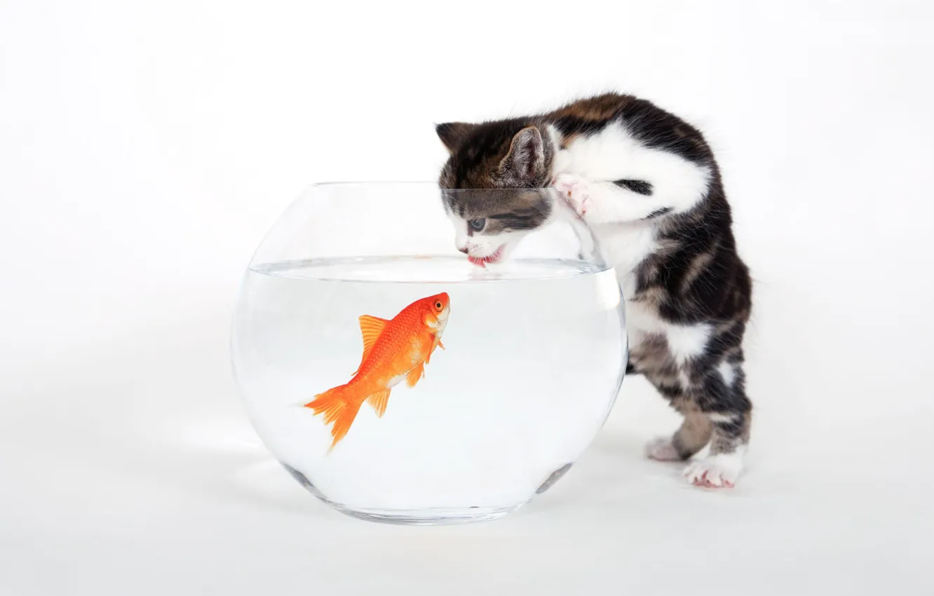 Фото обои белый, аквариум, рыбка, Котенок