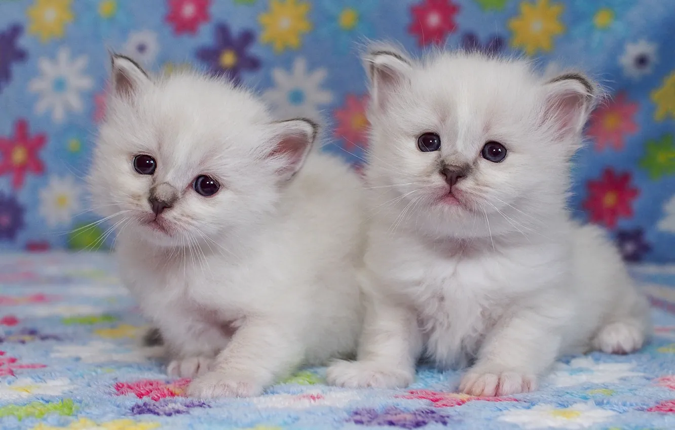 Фото обои взгляд, поза, котенок, фон, пара, маленькие, котята, белые