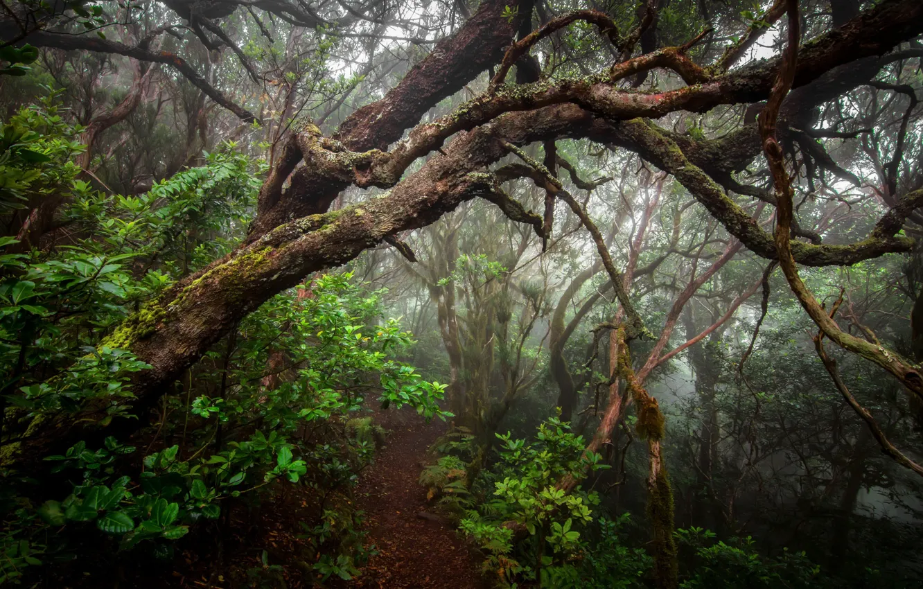 Фото обои лес, деревья, туман, тропинка