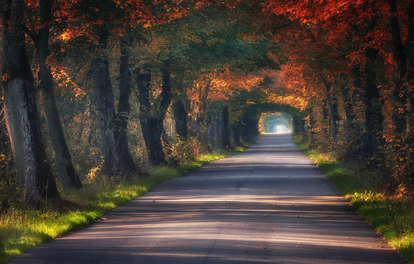 Фото обои дорога, осень, деревья, туннель, Польша, аллея