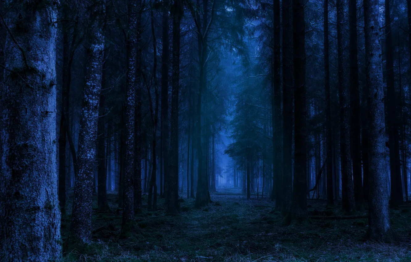 Фото обои лес, деревья, ночь, природа, Германия