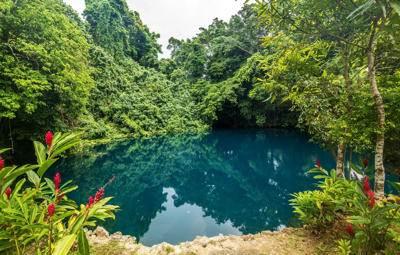 Фото обои зелень, деревья, цветы, тропики, пруд, парк, кусты, Vanuatu