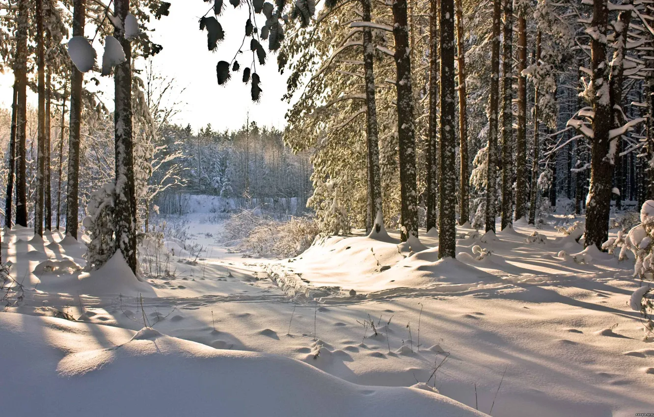 Фото обои зима, лес, снег, природа, winter