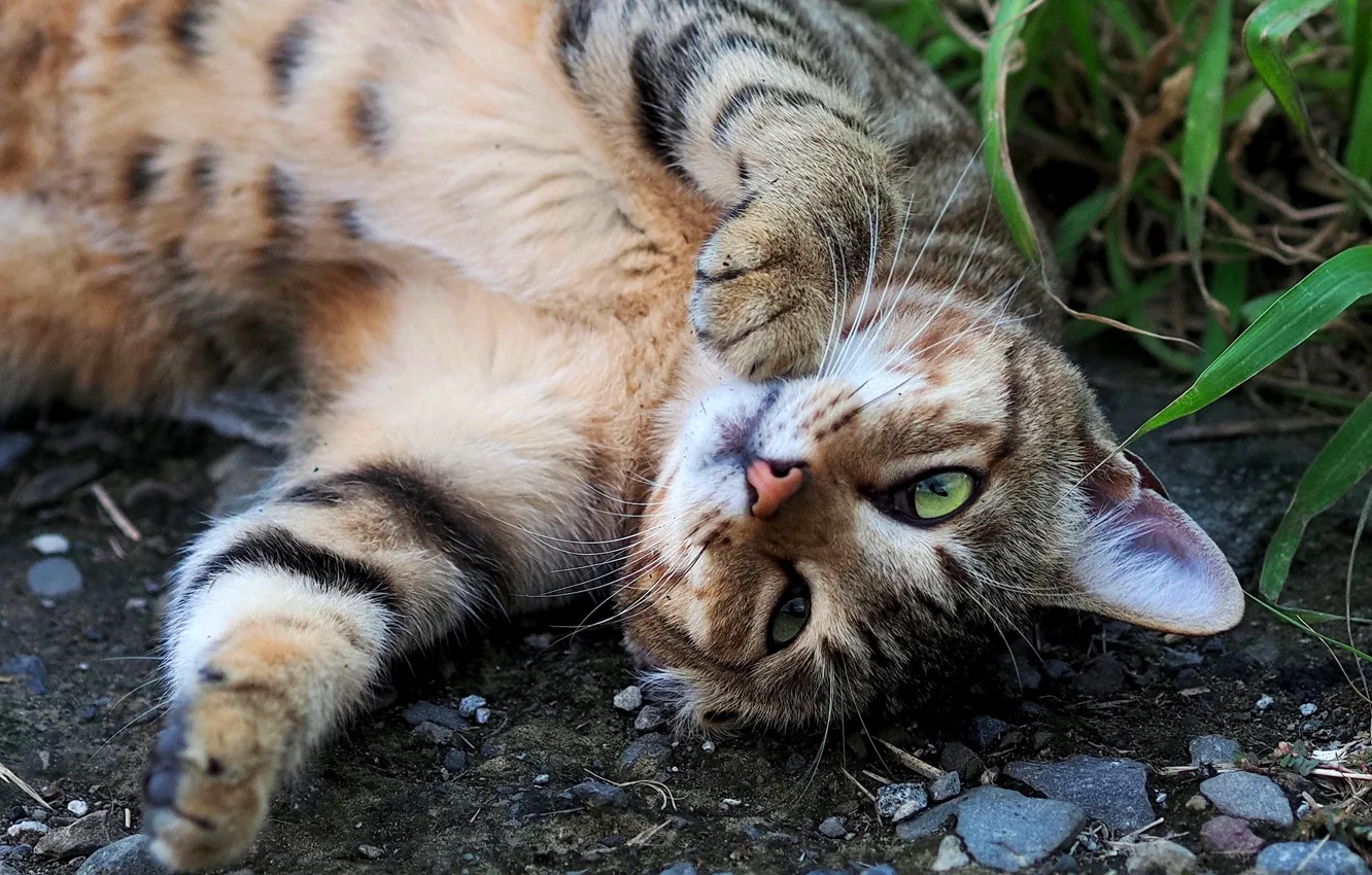 Фото обои кошка, трава, кот, взгляд, морда, поза, камни, серый