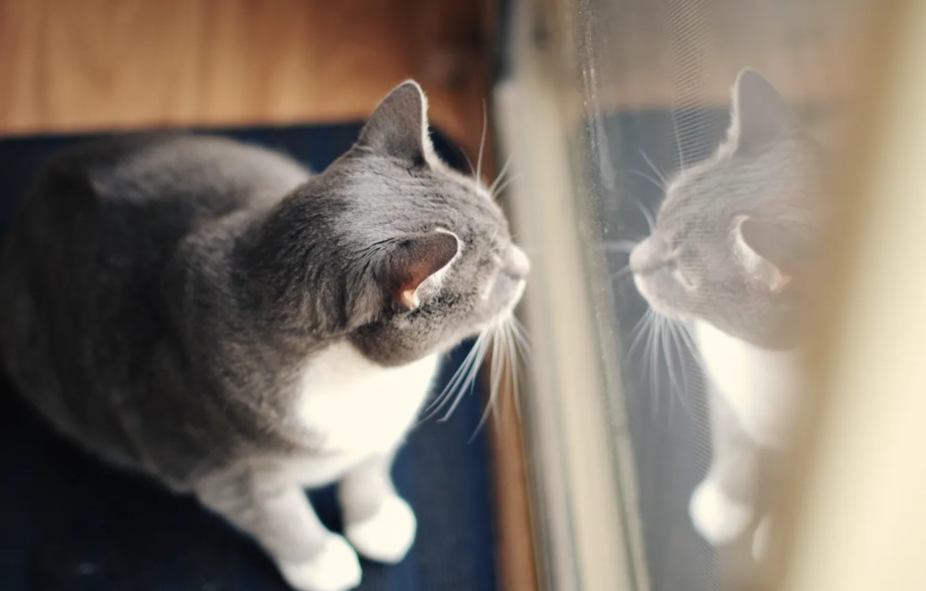 Фото обои кот, отражение, серый, шерсть