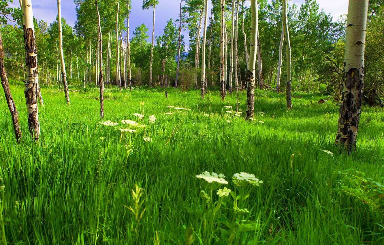 Фото обои лес, лето, трава, деревья, цветы, стволы, поляна, луг