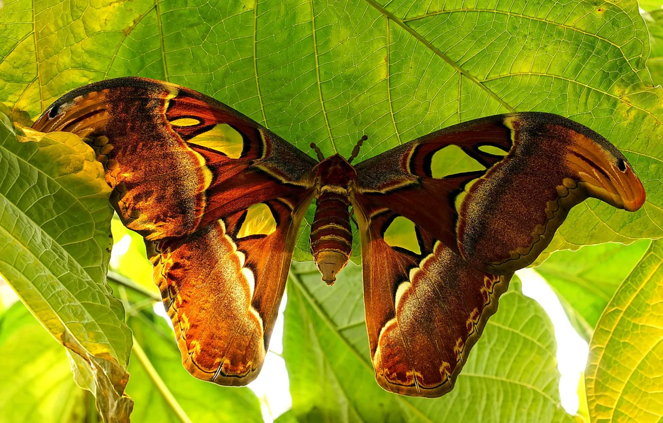 Фото обои бабочка, ярко, мотылёк