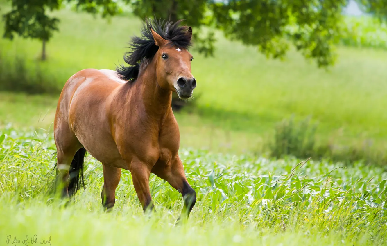 Фото обои зелень, лошадь, бег