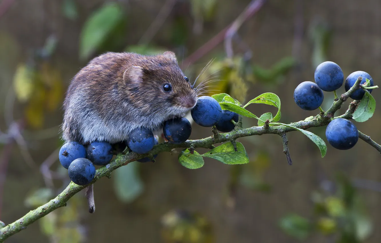 Фото обои ягоды, ветка, мышь, зверек, грызун, полевка