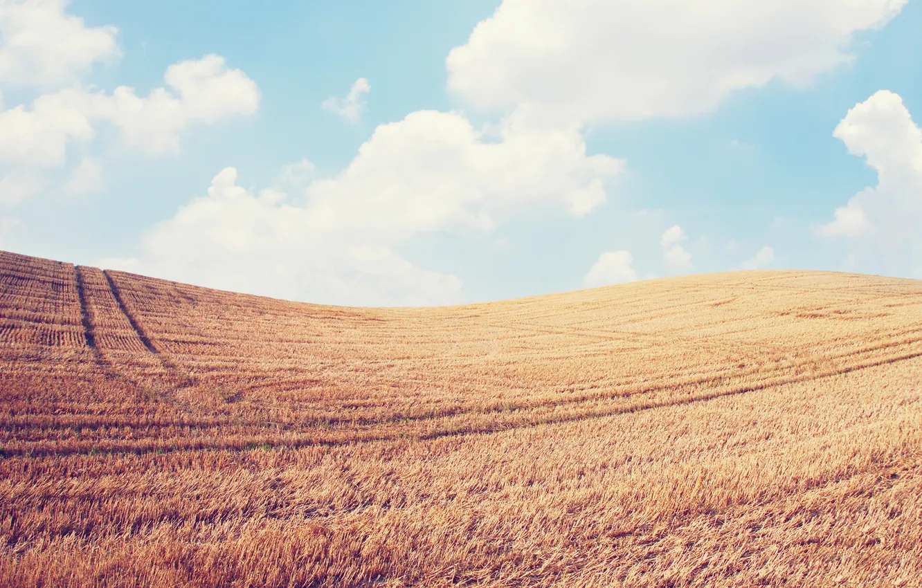Фото обои пшеница, поле, небо, облака, пейзаж, природа, колосья, sky