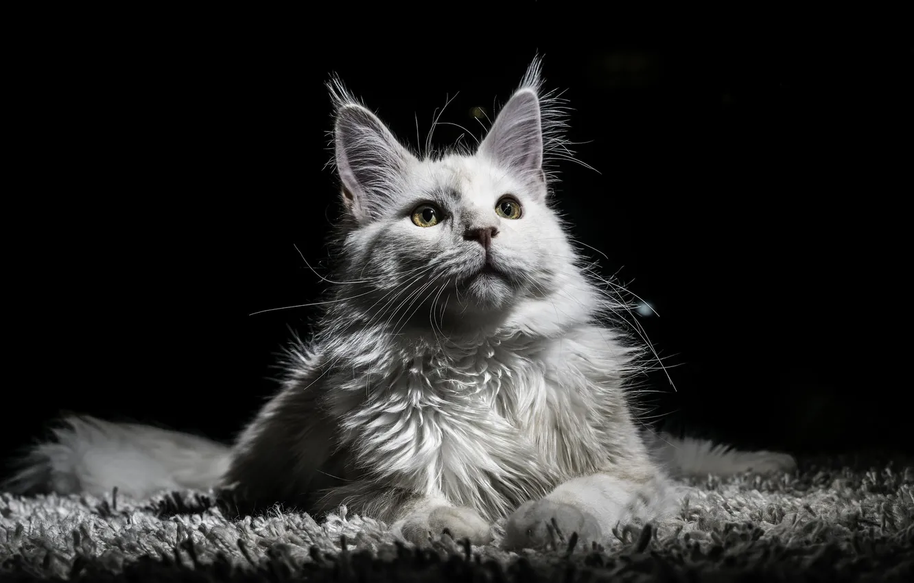 Фото обои кошка, белый, кот, взгляд, свет, поза, лежит, коврик