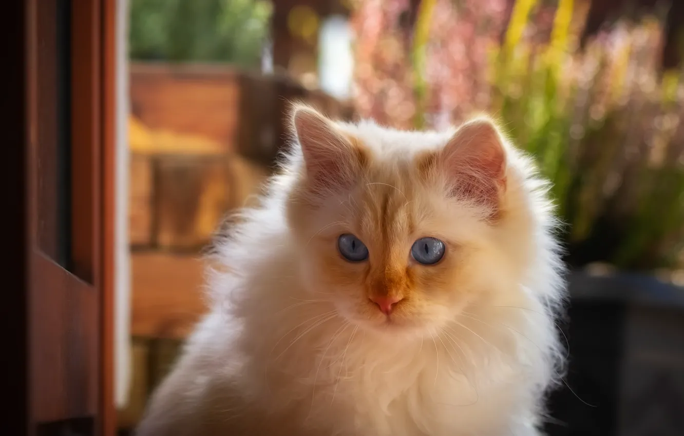 Фото обои кошка, кот, взгляд, свет, фон, портрет, пушистый, сад