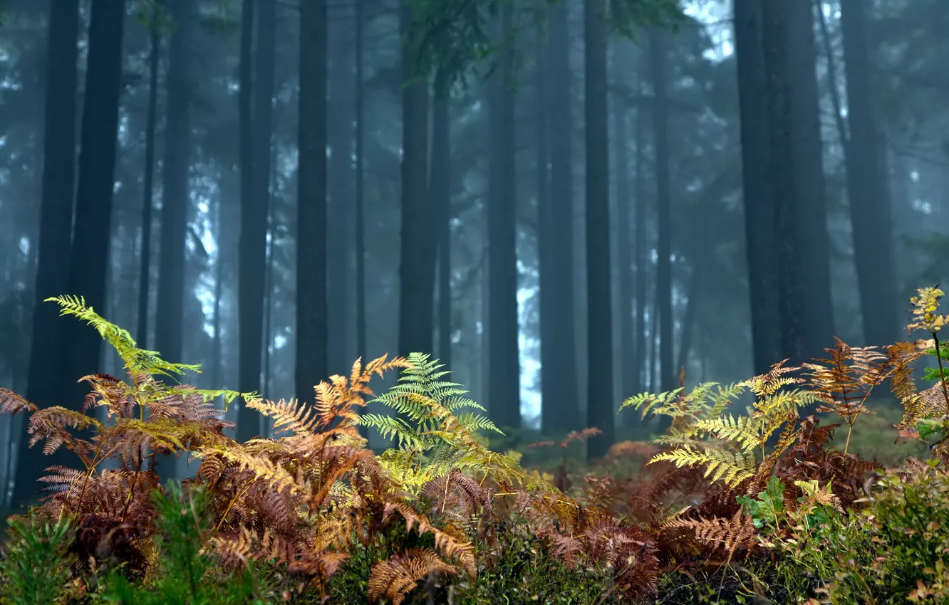 Фото обои лес, деревья, пейзаж, природа, папоротник