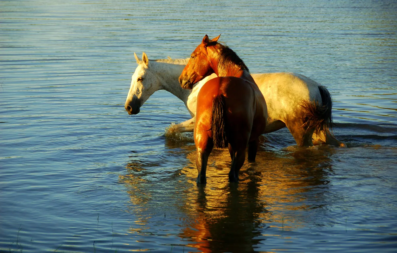 Фото обои озеро, отражение, лошади