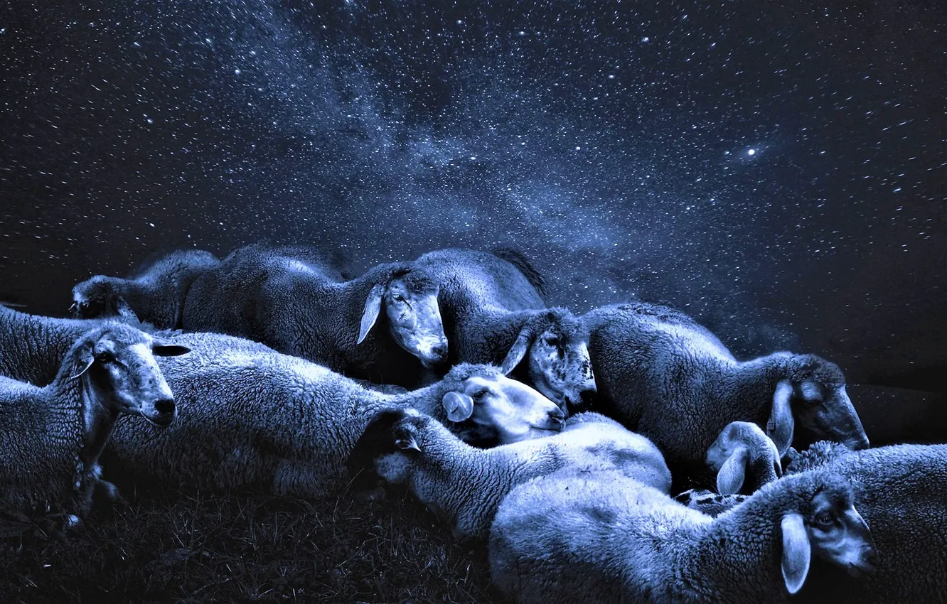 Фото обои ночь, овцы, звёздное небо