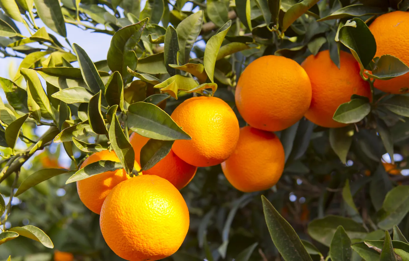 Фото обои апельсины, leaves, fruits, oranges