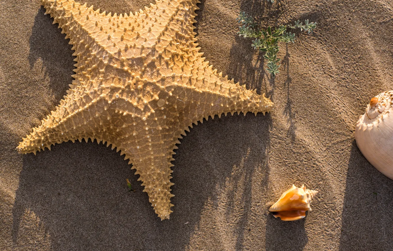 Фото обои песок, пляж, лето, ракушки, summer, beach, sea, sand