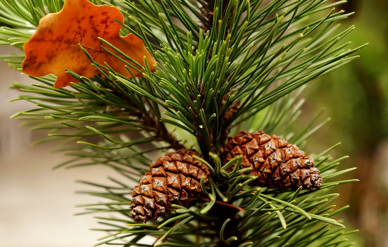 Фото обои pine, twig, cone