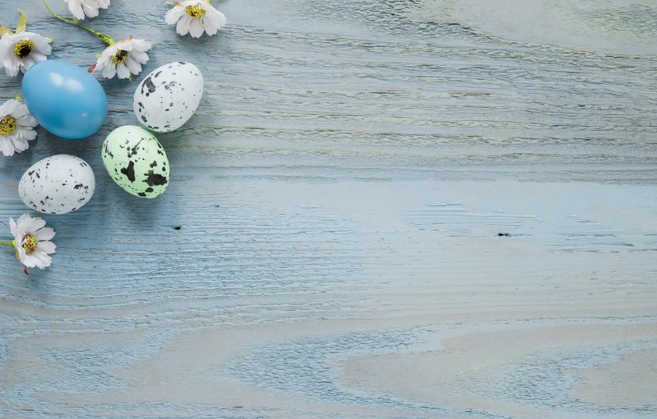 Фото обои фон, яйца, пасха, Праздник, хризантемы