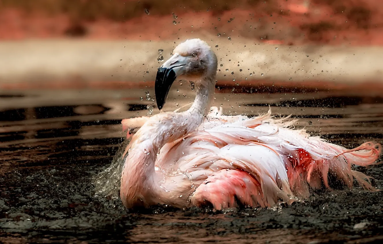 Фото обои вода, птица, фламинго