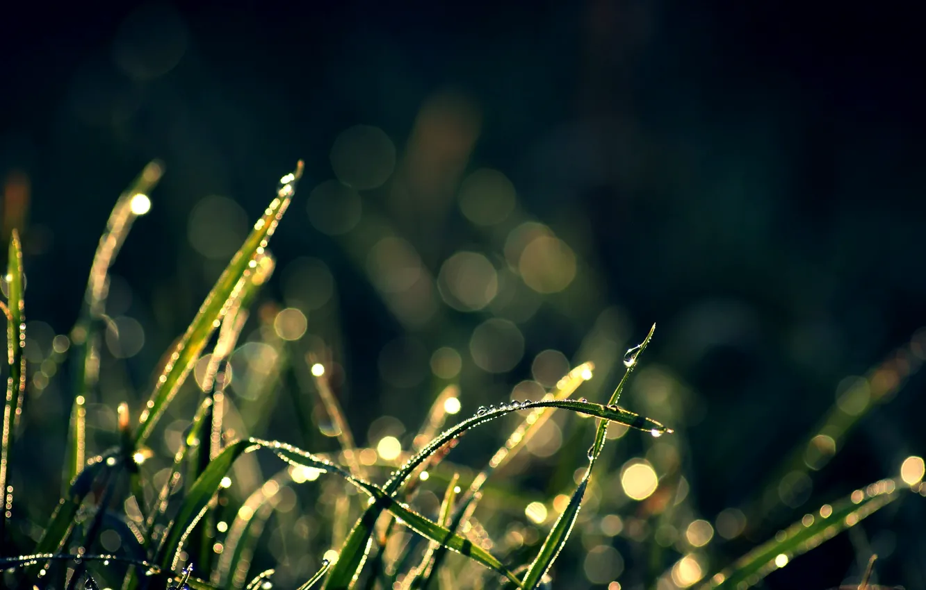 Фото обои трава, капли, блики, фон, обои, растения, wallpapers, боке