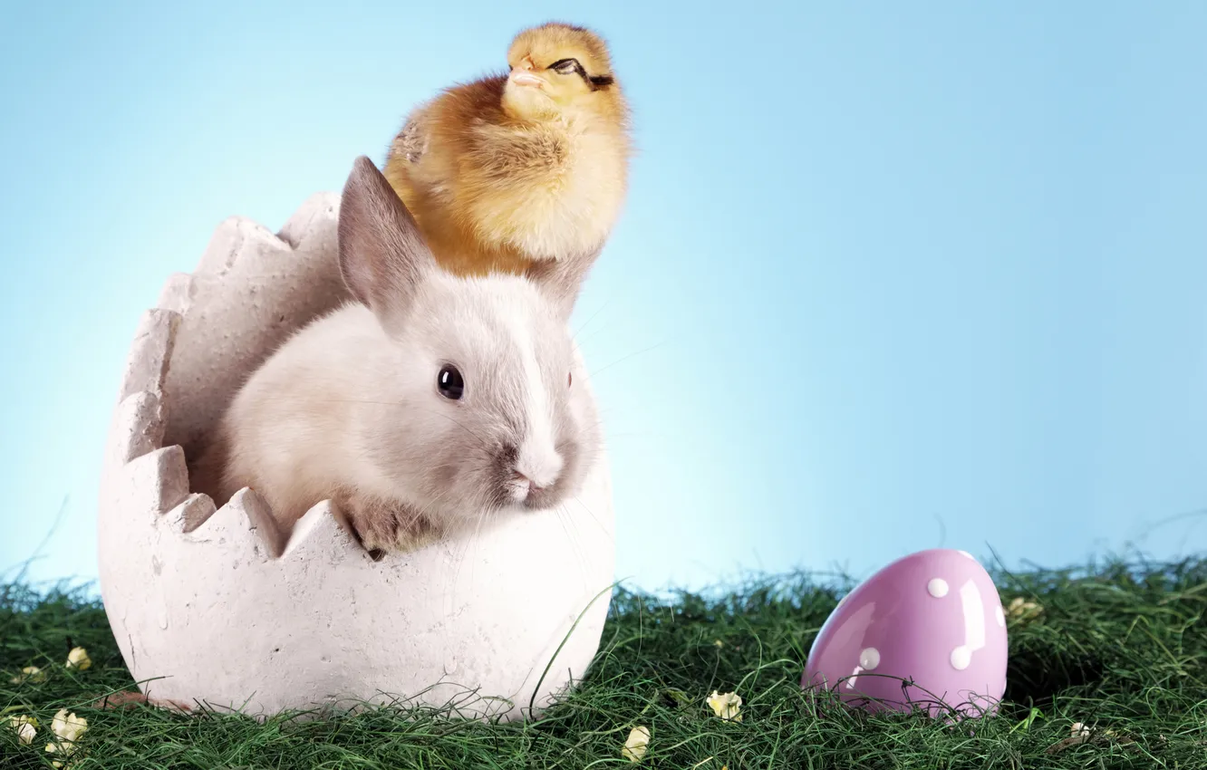 Фото обои трава, яйцо, кролик, пасха, цыпленок, happy easter